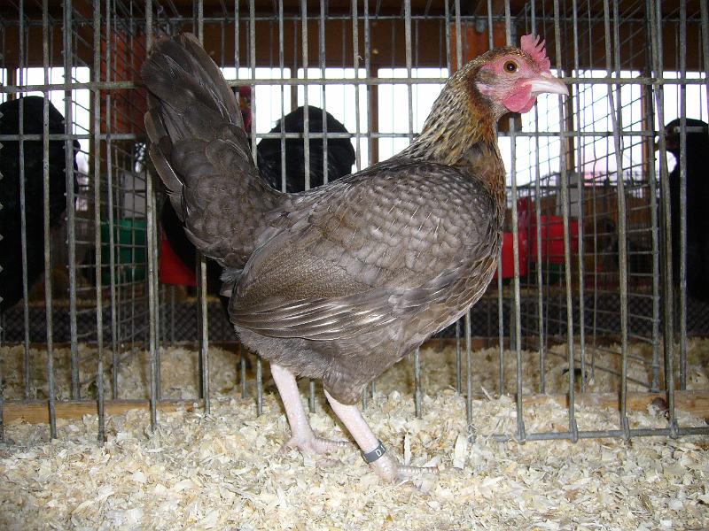 Kreisschau Coesfeld 2008 123.jpg - Altenglische Zwerg-Kämpfer kennfarbig von Rolf PüthPreis HV 96 KVE